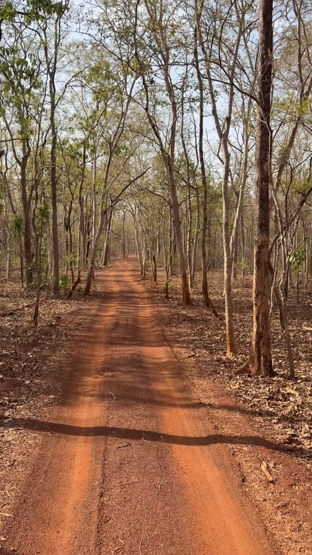 India has a secret.
A sloth bear at dawn.
A gaur standing still in the mist.
Three tigers in a single day.
And a jungle so alive —
you forget the rest of the world exists.
Tadoba. Maharashtra. India.
🐯 @tadobaofficial
📍 @maharashtratourismofficial
🌿 Curated by Global Journeys
#GlobalJourneyz #Tadoba #TigerSafari #IndianWildlife #SlothBear