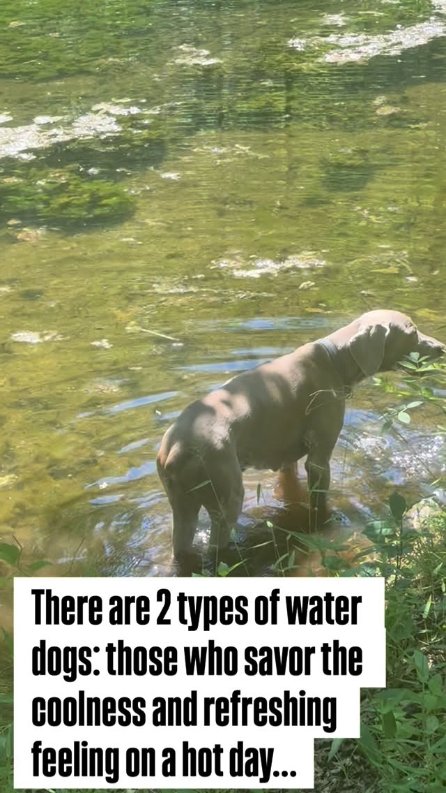 Needed some cool off time on the farm. #DogDaysOfSummer #FarmLife #WeimaranersOfInstagram #RedHeeler #DogsOfInstagram