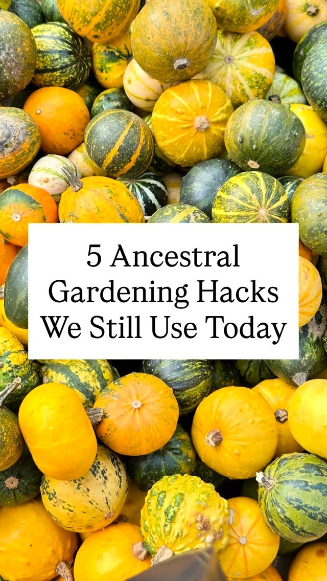 In a world full of synthetic fertilizers, plastic seed trays, and high-tech garden gadgets, it’s incredibly grounding to look back at how our ancestors managed.
If you want to build healthier soil, save some money, and bring a bit of traditional magic back to your plots, here are five time-tested tips straight from the history books.
1. Liquid Manure
Long before bottled chemical fertilizers, our ancestors made their own. They knew fast-growing weeds, like comfrey are dynamic accumulators. Pack a pot of these chopped weeds, weigh them down with a brick, fill it with water, and cover it. After 2-3 weeks of fermentation, strain the liquid, dilute it, and use it to water heavy-feeding plants.
2. Homemade Compost
Ancient civilisations were creating (black earth) thousands of years ago. They mixed charcoal, bone pieces, and organic waste into the soil. Try using wood ash, cardboard, coffee grinds and organic waste for your compost.
3. Moon Phase Planting
Planting by the phases of the moon was standard practice. The Logic being that the moon’s gravitational pull influences moisture levels in the soil, just like it does the ocean tides.
🌕 Waxing Moon (Moon growing brighter): Moisture rises. This was the time to sow above ground crops.
🌕 Waning Moon (Moon fading): Moisture goes down into the earth. This was the time to plant root vegetables.
4. Companion Planting:
Perhaps the most famous ancestral companion planting technique is known as the Three Sisters: Corn, Beans, and Squash. These three were always planted together.
5. Wool for Water Retention & Pest Control
Shepherds and gardeners used raw, unwashed sheep’s wool in their gardens. Wool soaks up water, slowly releasing moisture to plant roots during dry spells. Furthermore, slugs and snails hate the texture of wool, so acts as a deterrent, protecting tender young shoots.
Which of these traditional methods do you still do in your garden? #gardening #gardeninghacks #gardeninglife #medieval #ancestors