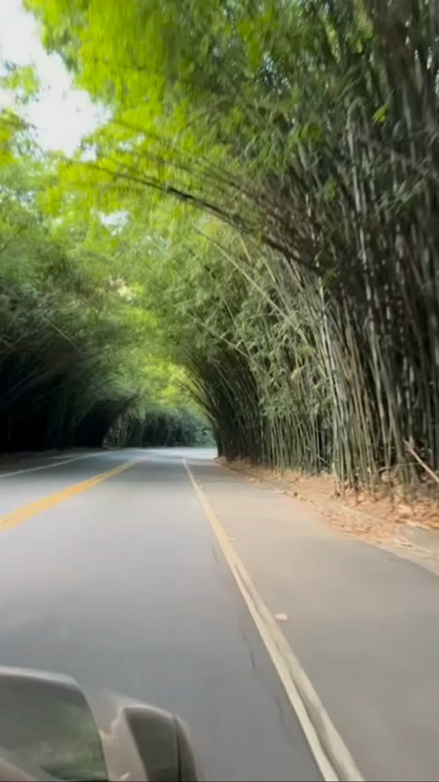 Alguns encontros deixam saudades. E também sementes. 🌿
Durante o feriado de Corpus Christi, nos reunimos para uma imersão de 4 dias em meio à natureza, explorando a relação entre alimentação, microbiota intestinal, comportamento alimentar, saúde mental e autocuidado.
Entre aulas, caminhadas, yoga, meditação, culinária terapêutica, refeições compartilhadas, horta e rodas de conversa, criamos um espaço para aprender, descansar e refletir sobre aquilo que sustenta a vida e nos leva ao autocuidado.
Este vídeo reúne apenas uma pequena amostra do que vivemos juntas(os).
E, para quem já está pensando no próximo encontro, a boa notícia é que em 2027 teremos uma nova edição. ✨
Do Estresse ao Autocuidado
Uma imersão para cuidar do eixo intestino–cérebro–metabolismo.
#RetiroDoEstresseAoAutocuidado #eixointestino-cérebro #MicrobiotaIntestinal #Autocuidado #Ayurveda