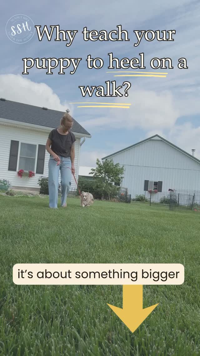🚶 Why teach your puppy to heel?
Because it’s about something bigger.
Most people think heel is about having a pretty walk.
The real goal?
👉 Teaching your puppy that paying attention to you matters.
When your puppy learns to walk with you, they’re practicing:
✅ Focus
✅ Connection
✅ Working as a team
✅ Choosing you over distractions
The leash isn’t the lesson.
The relationship is.
A puppy who learns to check in with you during a walk is more likely to check in when life gets exciting too.
🐿️ Squirrels
🐕 Dogs
👋 People
🎾 Distractions
Heel teaches your puppy:
“Even when fun things exist, we’re still doing this together.”
💙 It’s never really about the behavior. It’s about the lesson behind it.
#LeashTraining #AussiePuppy #DogTrainingTips #sunsethillminiaussies