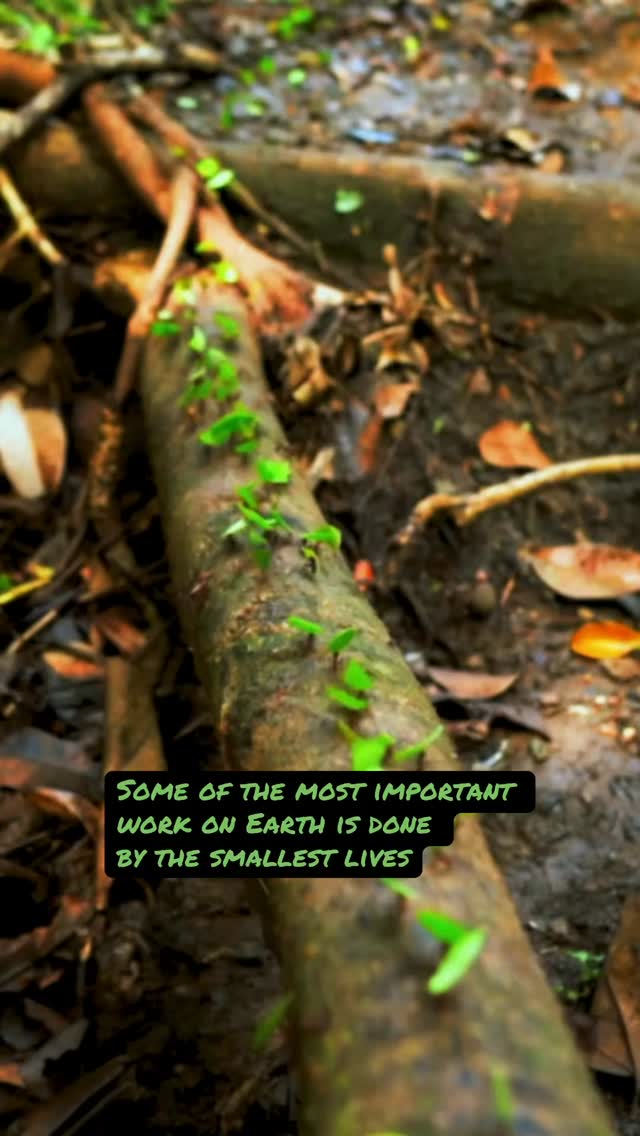 Animalitarian Awareness
Every thriving ecosystem depends on countless small lives working behind the scenes.
Learn more in “THE HIDDEN WORK OF INSECTS: small lives that keeps our world thriving
Link in bio.
#animalitarian
#insects
#pollinators
#wildlife
#earthworms