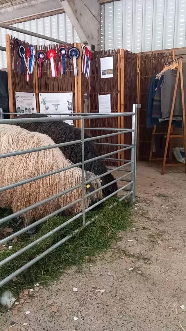 #openfarmsunday #campaignforwool #meetthesheep #fibresheduk @laceysfamilyfarm