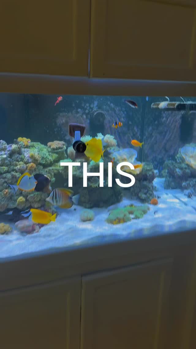 This is your sign to get professional aquarium service. 🐠
📞 980-328-0000
🌐 https://www.undertheseanc.com/maintenance-services
Store Hours:
Tuesday–Saturday 10 AM–6 PM
Sunday 12 PM–5 PM
Closed Monday #reeftank #aquariumhobby #fishtank #reefaquarium #undertheseanc