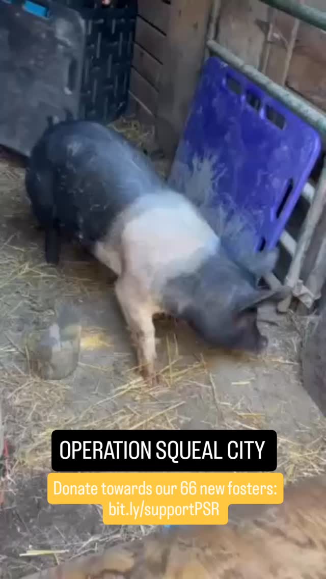 66 new fosters and a few more to come! Over the last 4 days, Pigsburgh Squealers Rescue has taken in 66 pigs from the animal neglect seizure in Rostraver PA. We have spent over $6000 on fencing and feed.
Next, we need shelters ($8000+) and a first round of neuters for 13 little boys ($4000+). Please consider donating to this massive effort. Head over to our website to donate or click on the fundraiser in this post.
bit.ly/supportPSR
#animalneglect #animalrescue #animalsanctuary #piggy #pigsofinstagram