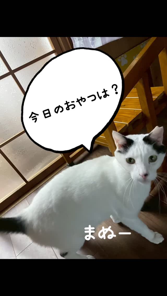 🐾7にゃんとの長いお留守番🐾
飼い主さまの入院・手術のため、長期間お世話をさせていただきました😊
突然のまる君との悲しいお別れもありました🐈⬛🌈
そんな中でも、みんなそれぞれのペースで毎日を過ごしながら頑張ってくれました✨
最初の頃はみんな警戒モード😳遠くから様子を見たり、隠れていたり…。
でも、まぬーちゃんは早い段階から「おやつまだ?」と言わんばかりに近くに来てくれる頼もしい存在でした🤭
日を重ねるごとに少しずつ距離も縮まり、お