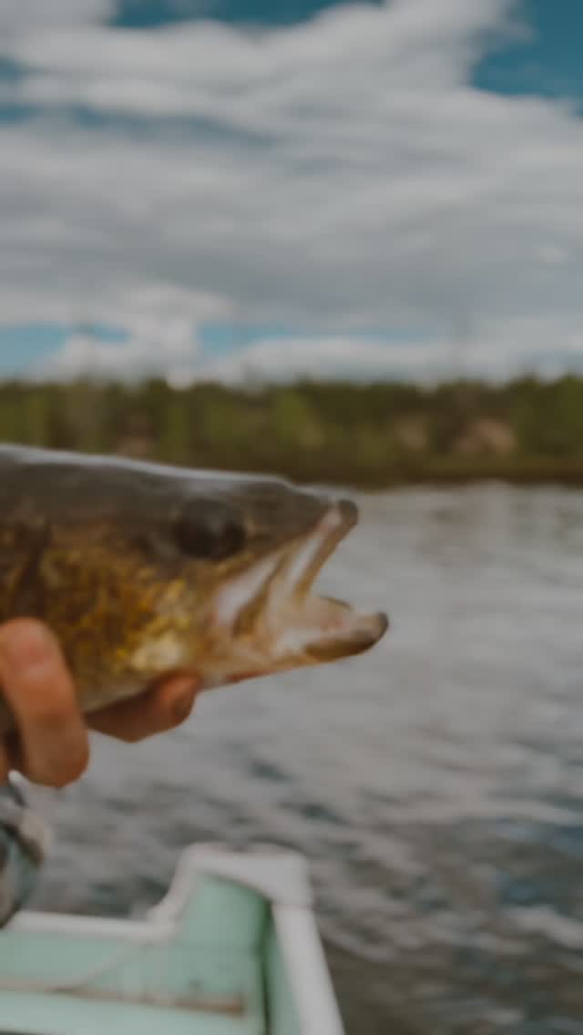 Everything is biting!
The walleye are hot. The pike are aggressive and the lakers are plentiful!
It’s been a great first week for camp!
#ubiquitylakeoutfitters #northernsaskatchewan #fishcamp #adventuremore