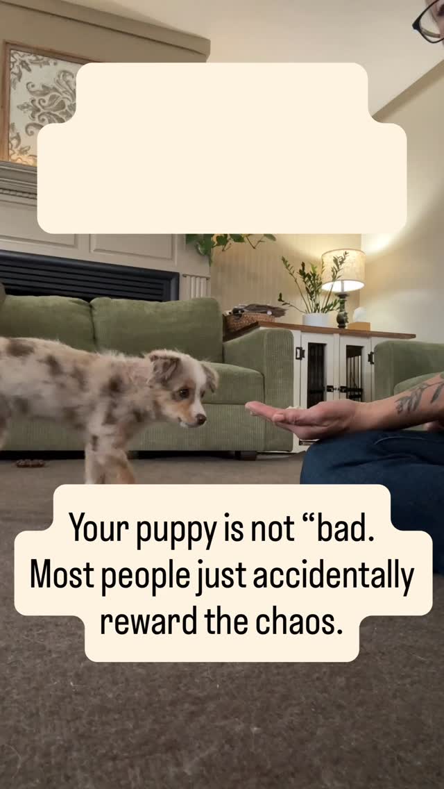 PERMISSION is KEY 🔑 to success for your puppy. They CAN learn 🤓 to WAIT for PERMISSION before eating something off the floor.
✅ Start with teaching the cue “Get it” - super simple for any age puppy to learn.
✅ Just swap out ONE of your Puppy’s meals for training. Use their kibble mixed with some treats for this training.
Here’s what works: Tiny Training Moments + habit stacking. 🧱✨
Add 5 minutes to your puppy’s meals and practice “get it” in a way your puppy can actually win. Get it is actually more important command than “leave it”, because what if you aren’t there to say leave it?
Why at one meal a day?
Because: Tiny habits are so small they slip past your brain’s resistance—making them easy to start, easy to keep, and powerful for building momentum.
Save this for your next meal and start with just one meal a day. Small wins stack fast. 🧱✨
#AussieTraining #PuppyTrainingTips #DogTrainingMadeSimple #aussiepuppytraining #sunsethillminiaussies