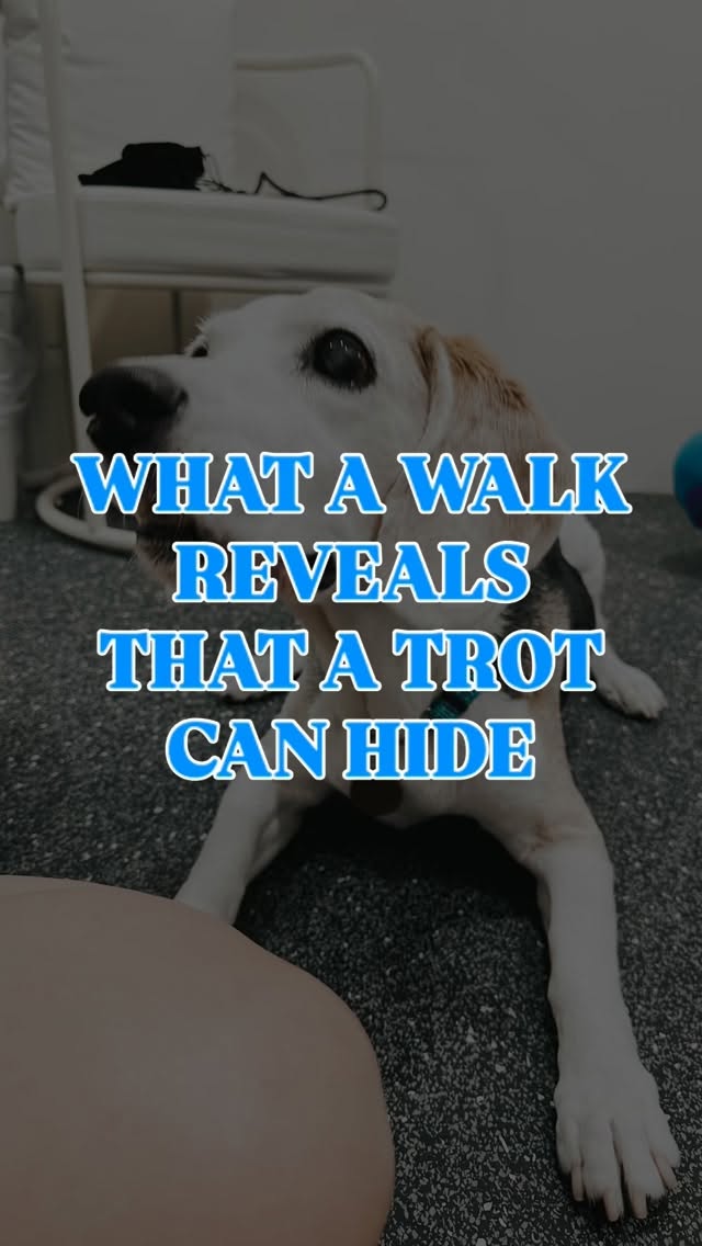 Most people assume that if a dog isn’t limping, everything is fine. But movement is often more nuanced than that.
In this video, the same dog is shown walking and trotting.
At a walk, you may notice:
• Internal rotation of the right hind limb
• A pronounced trunk sway towards the right
Interestingly, these compensations become much less obvious during the trot. This is one reason why physiotherapists assess multiple gaits rather than relying on a single pass across the room.
Different gaits place different demands on the body and can reveal different movement strategies. The goal isn’t simply to identify a compensation. It’s to understand what the body is compensating for. Not all compensations appear at every gait.
Your dog’s gait often reveals more, if you know where to look!
#CaninePhysiotherapy #DogPhysio #CanineRehabilitation #DogRehab #MovementMatters