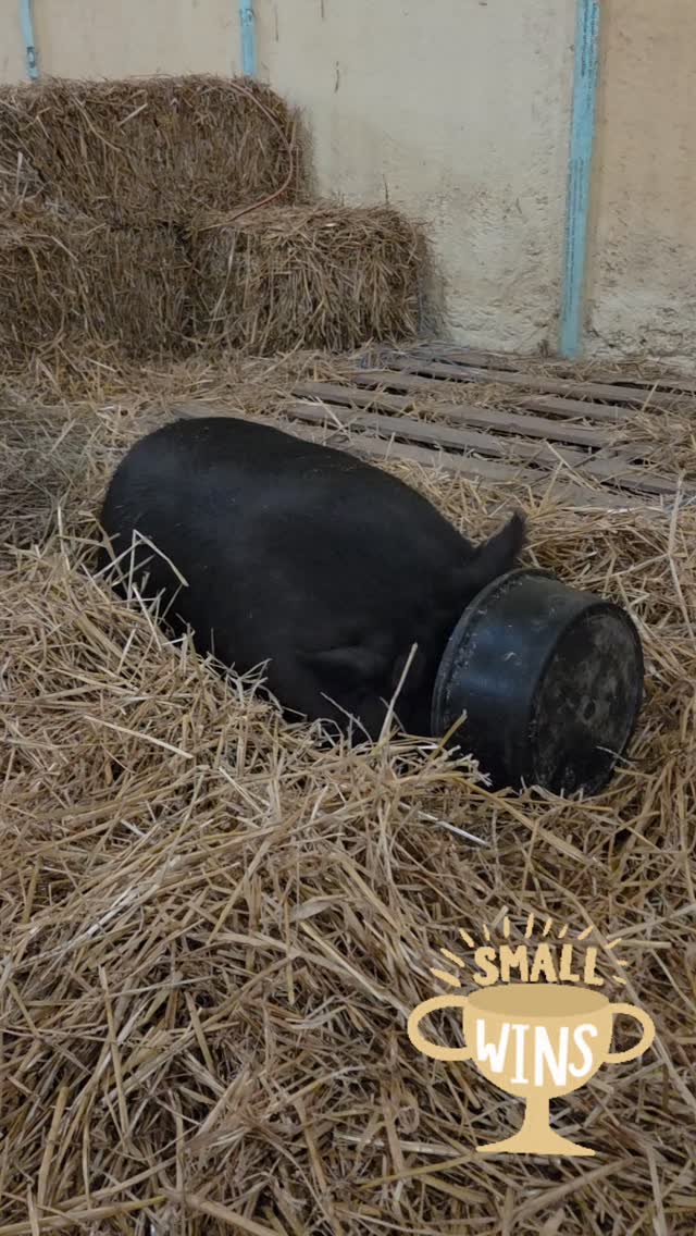 Small wins. When you're morbidly obese, one of over 80 pigs rescued from a horrible place, and are just a little too overwhelmed to eat. Turns out, bowl on face was the missing piece 🤣 #operationsquealcity #smallwins #rescued #animalabuse #animalneglect
