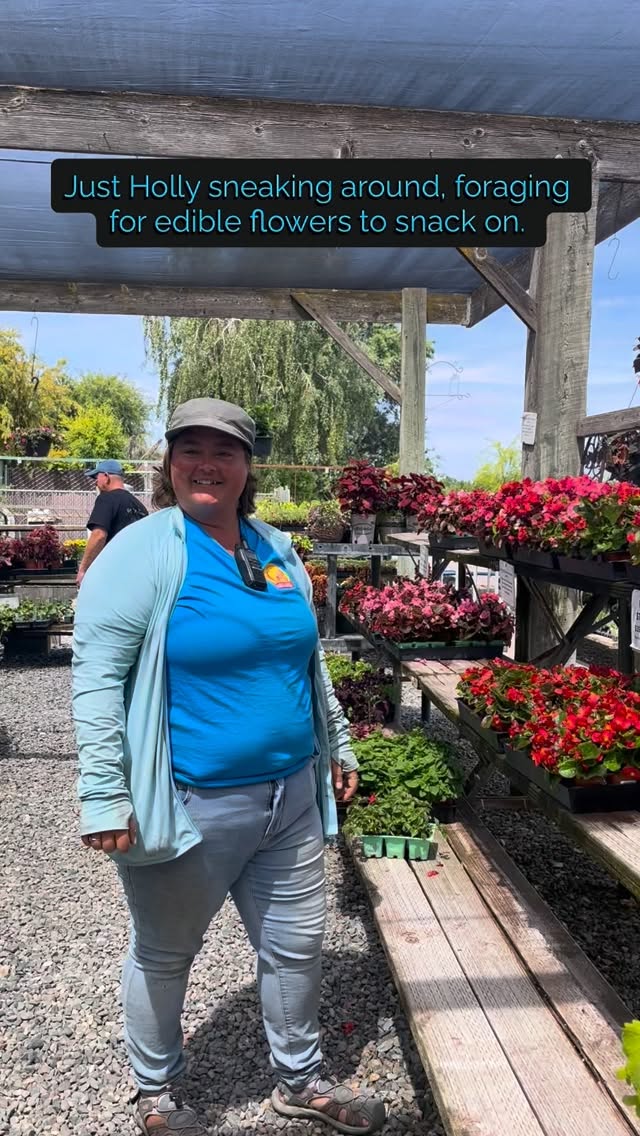 Just Holly sneaking around the nursery, foraging for some edible flowers to snack on.
Have you tried any edible flowers?
Daylilies are now on SALE!!! So it’s the perfect time to come pick a few up and save. See you soon!