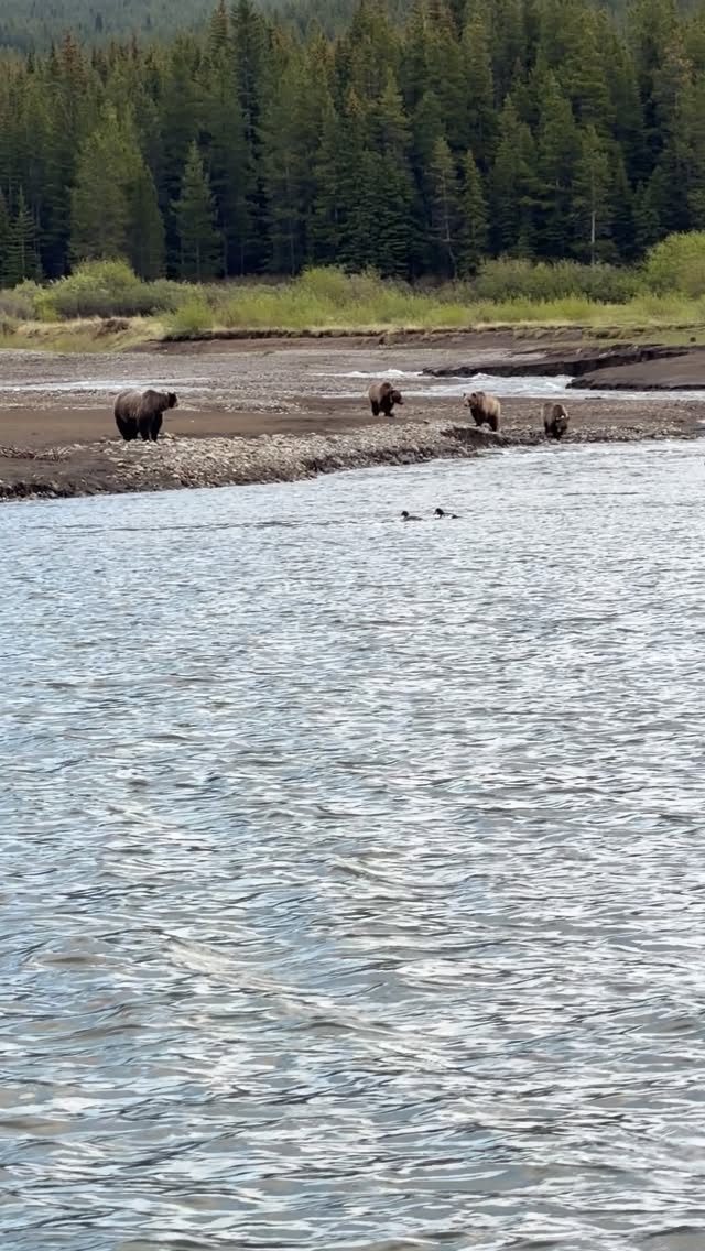 We truly have it all 🏔️🐻🇨🇦
#guidedfishing #rockymountains #grizzlybear #explorealberta #wildlife