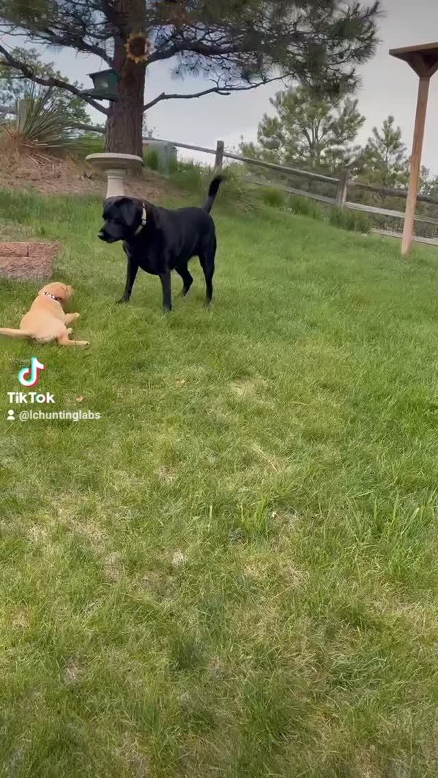 best friends 💕🐾🐶
#fureverhome #labpuppy #labrador #huntingdog #breeder