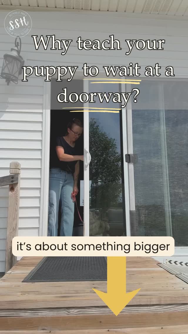 🚪 Why teach your puppy to wait at the doorway?
Because it’s about something bigger.
Most people think doorway training is about preventing a puppy from running outside.
And yes… that’s important.
But the real lesson is:
👉 Learning self-control when they want something.
Every day your puppy encounters things they want:
🏃 The backyard
🚗 The car
🐕 Another dog
👋 A visitor
🍖 Dinner
Teaching “wait” at a doorway helps your puppy learn:
✅ Patience
✅ Impulse control
✅ Listening even when excited
✅ Looking to you for guidance
The doorway is just the classroom.
Self-control is the lesson.
💙 We’re not just teaching behaviors. We’re teaching life skills.
#PuppyTraining #ImpulseControl #MiniAussie #sunsethillminiaussies