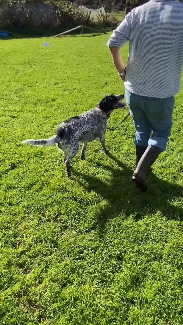 🐾 Rally-O Tonight!
Heelwork, tricks, focus and teamwork all rolled into one fun sport.
Perfect for dogs that enjoy learning and handlers who want more connection, engagement and fun training sessions.
Part of our Active Sports Club rotation alongside Agility, Hoopers and Flygility.
See you tonight! 🐕✨
Booking: https://www.activedogs.co.nz/classbookings
#ActiveDogsNZ #RallyO #DogTraining #DogSports #PositiveReinforcementTraining