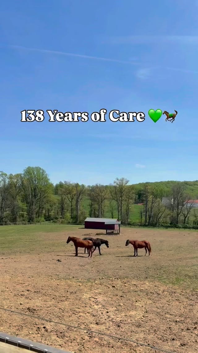 Since 1888, Ryerss Farm has provided a peaceful home for aged, abused, and injured horses to spend their golden years out to pasture. 💚🐎 Come visit at no cost! Spend time with our residents and explore our gift shop. We’re open daily from 10 am to 4 pm. #ryerss #horse #peace #farm #outdoors