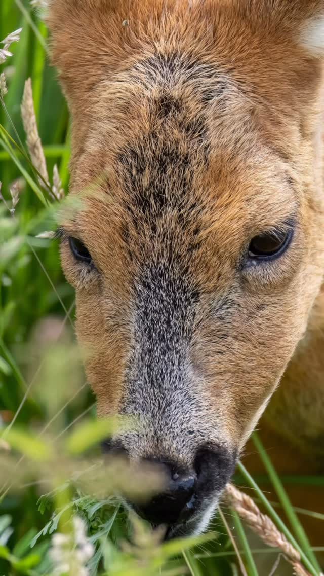 ~ NAHGEKOMMEN ~
Ein unglaubliches Ansitzerlebnis gestern!
Die Ricke kam immer näher und ich hab mich kaum getraut noch zu Atmen. Dafür konnte ich ihren Atem und vor allem ihr Kauen hören.
Ich bin sehr dankbar für diese Momente.