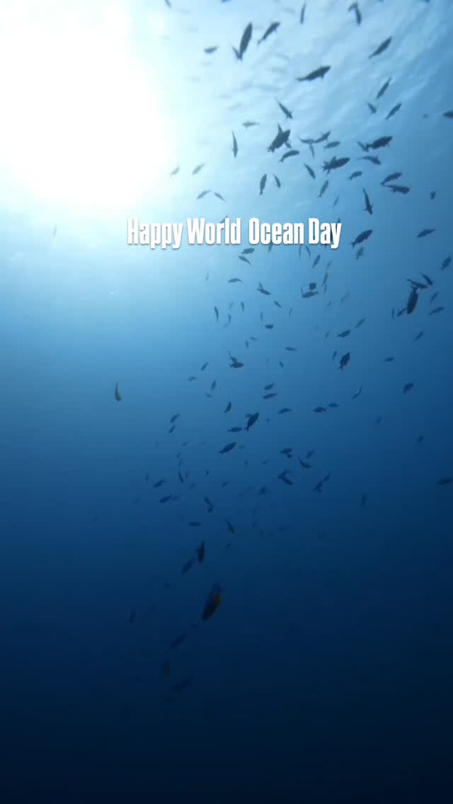 Beneath the surface, there’s a whole world worth protecting 🌎💙
This World Ocean Day, we celebrate the beauty, life, and magic that surrounds us here in Cozumel from vibrant reefs to every creature that calls the ocean home.
Every dive is a reminder of why conservation matters.
Take only memories, leave only bubbles 🫧🌊
Happy World Ocean Day from the Aldora Divers family.
Come explore, appreciate, and help protect our oceans with us. 🤿✨
#WorldOceanDay #Cozumel #AldoraDivers #ProtectOurOceans #Ocean