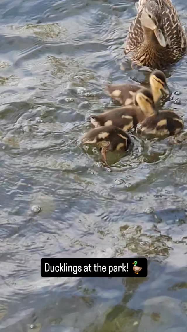 Springtime I love getting out in nature to see all the babies! At Greenlake there are so many cute babies. Here are two mamas and their many babies!
#babyducklings #ducklings