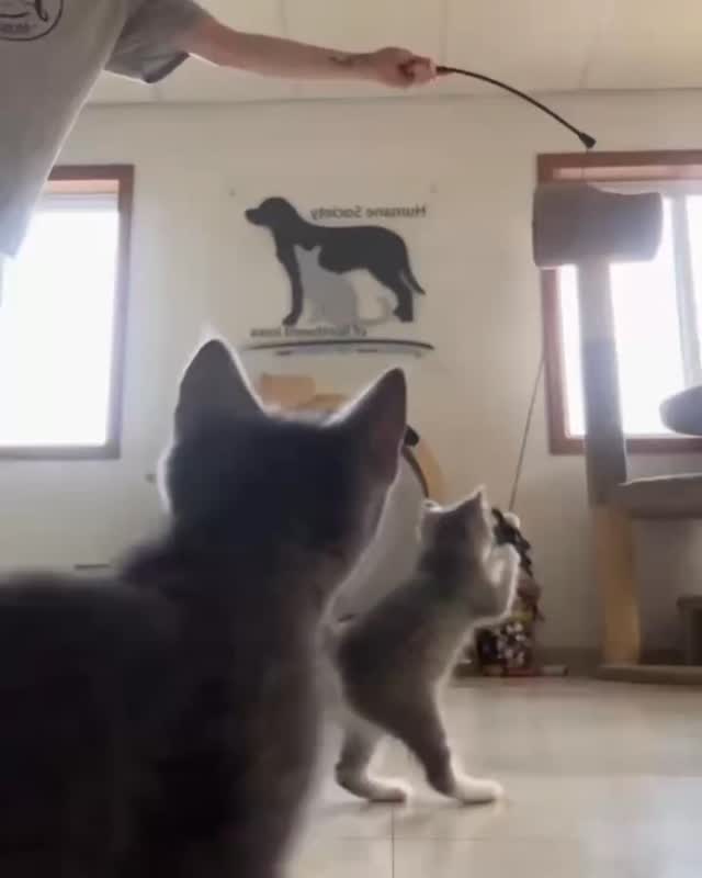 Some kitten cuteness for your Friday! 😊