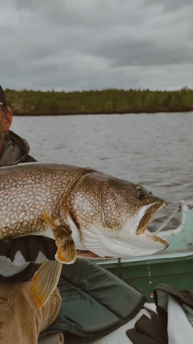 New ‘Unofficial’ season leader (unofficial because owners don’t actually get to be ON the leader board but definitely reserve bragging rights!)
Adam with this gorgeous 40” laker!
#ubiquitylakeoutfitters #northernsaskatchewan #fishcamp #flynorth #laketrout