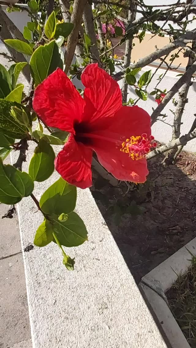 No primeiro dia, Deus criou as mulheres e as flores.
No segundo, os loucos, os anões.
No terceiro, os artistas, os leões.
No quarto, o Mar Vermelho e todo o aquário.
No quinto, os animais domésticos.
No sexto, os livros, as sementes e os homens bons.
No sétimo dia, descansou na Terra adormecida.
Vieram as crianças.
E depois criou as cidades, as nações.
Criou a verdadeira irmandade, a Paz, a solidariedade.
Criou as mãos que se tocam sem maldade.
E o mundo assim permaneceu para toda a eternidade.
Deus olhou para a sua obra e viu que tudo era bom, mas não havia liberdade.
10.06.2026 ©️ Marta Roml
Rise
On
My
Love
💗
#poesia #consciênciahumana #martaroml