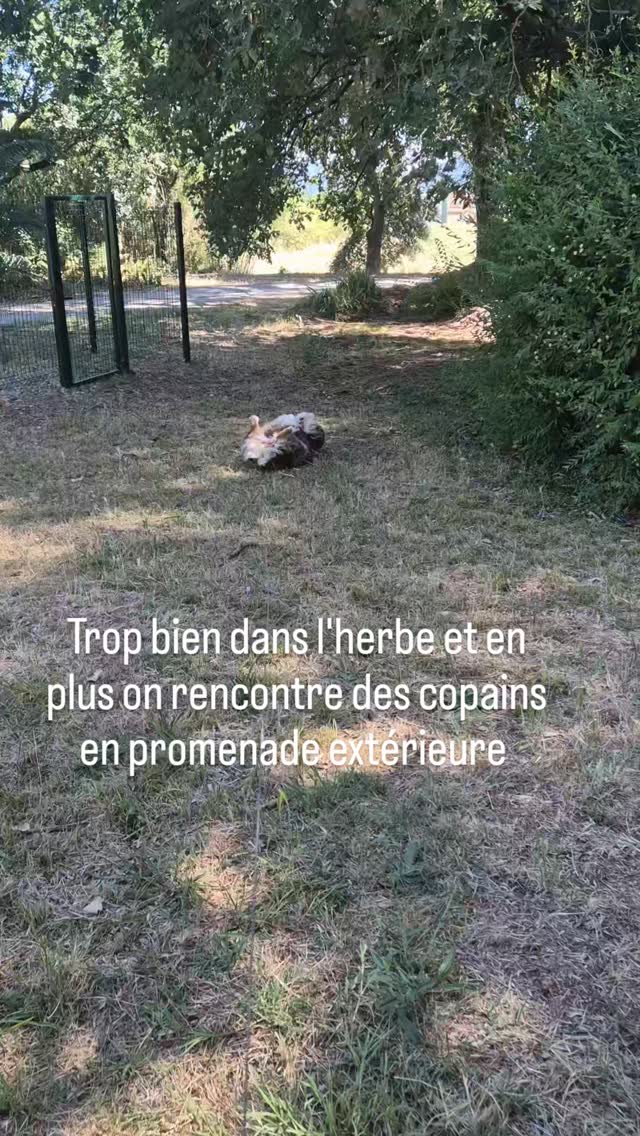 Promenades extérieurs pour ce qui le desir pour leurs toutous #pensioncanine @pensionchiensetchatscayron