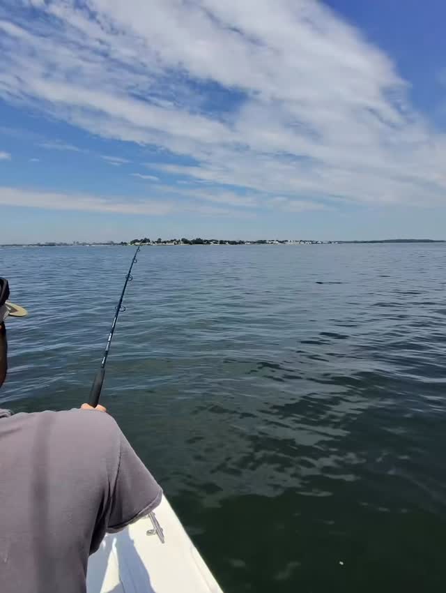 🔥 Another solid morning with fish chewing in many locations. Even better, we had a crew of first-time anglers who picked it up right away and were hooking fish like seasoned pros! Nothing beats watching the pieces come together and seeing that excitement when it all clicks. That’s what we love at Bluefin Sound Charters. 🎣💥
📞 Captain Pedro: 914-494-6269
#BluefinSoundCharters #StripedBass #LongIslandSound #FishingLife #BentRods FirstTimersToPros BassFishing TightLines FishingAddict