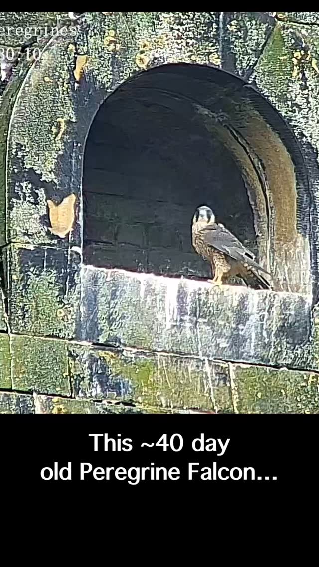 #bradford #peregrinefalcon