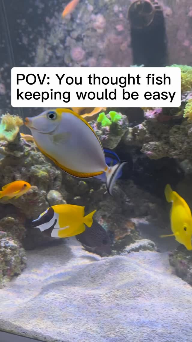 Enjoy the fish. We’ll handle the rest. 🐠
Message us, call 980-328-0000, or sign up online for professional aquarium service.
https://www.undertheseanc.com/maintenance-services #reeftank #aquariumhobby #fishtank #plantedtank #saltwateraquarium