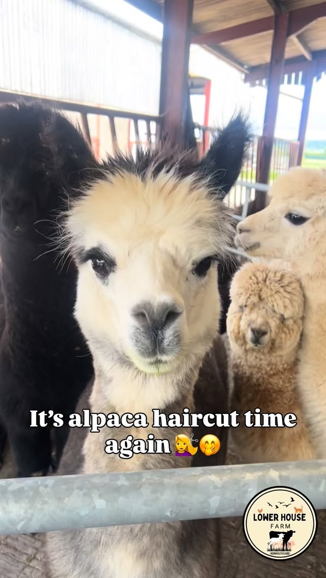 The alpaca girls have had their annual trim 🦙
💇♀️haircut (no wash or blow dry)
💅🏼pedicure
🦷 teeth whitening (actually just filed)
Would say the girls are much happier but given the amount of 🌧️ we’ve had since, not so sure!
#alpacas #lowerhousefarmwales #farmlife #shearing #southwales