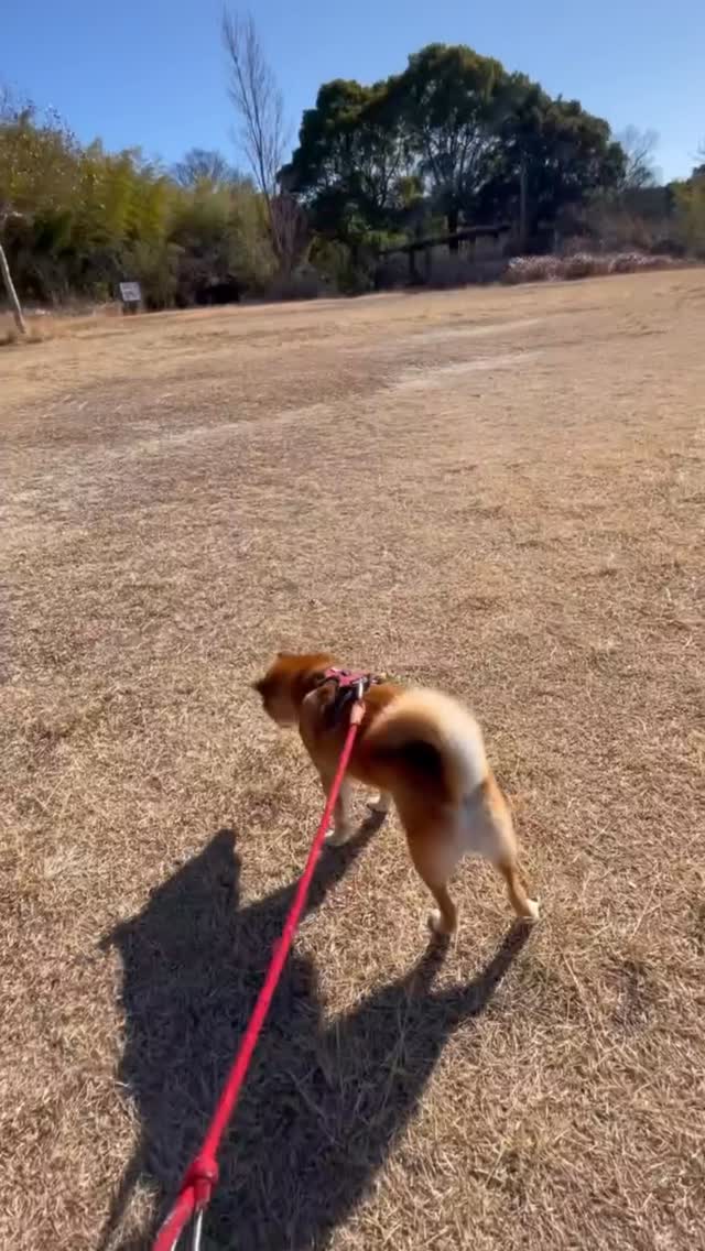 素敵なお名前の柴犬、寿太郎君(じゅたろう🦮)
飼い主さまのご病気により、お散歩が難しくなったことをきっかけにご依頼いただきました。
通常のお散歩のみコースは30分ですが、
元気いっぱいの寿太郎君には30分では少し物足りない様子🤭
その子の性格や体力に合わせて、
今回は60分コースでたっぷりお散歩♪
たくさん走って🏃♀️💨
しっかり歩いて🐾
「お手」「おかわり」「待て」など、外でもできる範囲でちょこっとトレーニングも✨
私にできることは限られていますが、
その子に合わせてプランを変えてます😃
💕寿太郎君、走った後のキリッとしたお顔も可愛いのですが…
「まだ帰らないよね?」と見上げてくれるお顔には毎回負けそうになります🤭💕
たくさん頑張ったね✨
寿太郎君、お散歩お疲れさま🐕🐾
(寿太郎君の運動不足解消のお手伝い…のはずが、気づけば私の運動不足解消にもなっていました🤣)
#アニマルヘルパーなありん
#名古屋市ペットシッター
#ペットシッター名古屋
#柴犬散歩
#名古屋市