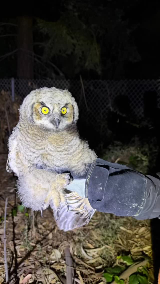 Look what happens when a young owlet falls from its nest! #wildliferehabilitation #greathornedowl #morganhill #gilroy