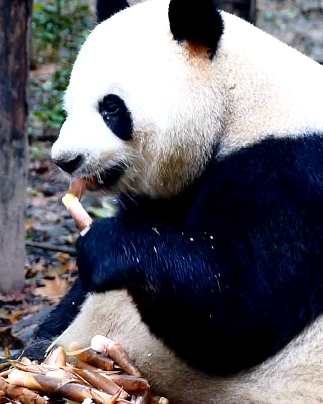 🐼 A panda's diet is 99% made up of bamboo shoots, poles and leaves, around 12-38kg every day! 🐼
Hurry and visit us before stock runs out 😆