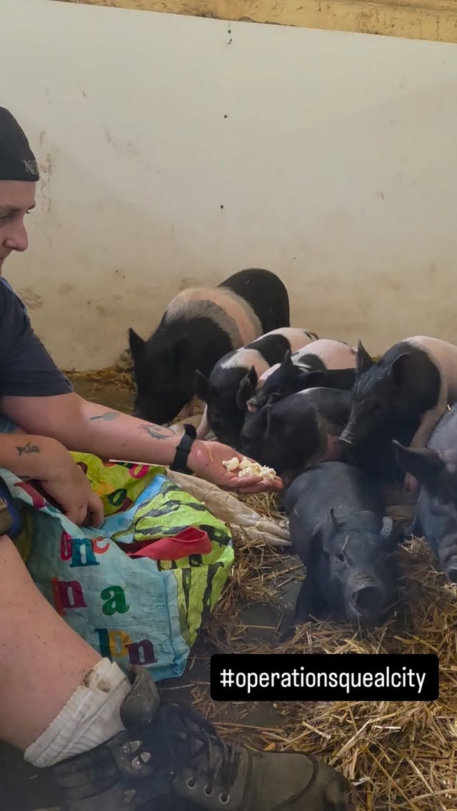 Just some rescued piglets enjoying some non-salt popcorn from our volunteer Melissa. Wanna help out our new piggies? Sign up to volunteer at our website! #operationsquealcity #animalrescue #animalsanctuary #piggy #piglets