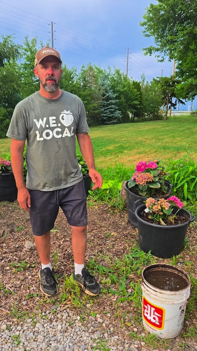 Follow along and watch the transformation from sad almost dead Hydrangeas to beautiful thriving plants with All Natural Aerated Compost Tea 🪱
.
We are going to add our Compost Tea along with the Compost from the brew to the soil and foliage to fix these sad plants.
.
Follow along
.
Garant Greens
Grow Better. Eat Better.
.
.
#composttea #hydrangeapaniculata #yqg #windsor #plantsmakepeoplehappy