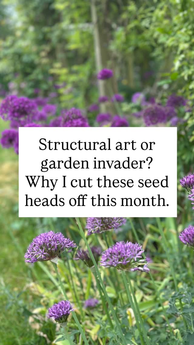 Those gorgeous, architectural allium seed heads might look like structural works of art in your garden, but leaving them alone comes with a hidden catch: an absolute invasion of self-seeded babies. While the dried spiky orbs look stunning, letting them drop their seeds means you could be dealing with thousands of tiny, grass-like seedlings choking your borders next spring.
It actually takes 3 to 5 years for an allium seed to grow into a mature, flowering bulb. That means up to half a decade of putting up with masses of messy, scruffy foliage that doesn’t produce a single bloom. So, save yourself the headache, snip those beautiful seed heads off before they split, and dry them for indoor decor instead!
Top Tip - Just remember to leave the green foliage exactly where it is until it dies back naturally. Those fading leaves are photosynthesizing and pumping vital energy back into the bulb for next spring’s show.
Have you had this problem? Let me know in the comments below 👇🏻
#GardenTips
#alliumseedhead #gardenmaintenance #GrowYourOwn
#GardenInspiration