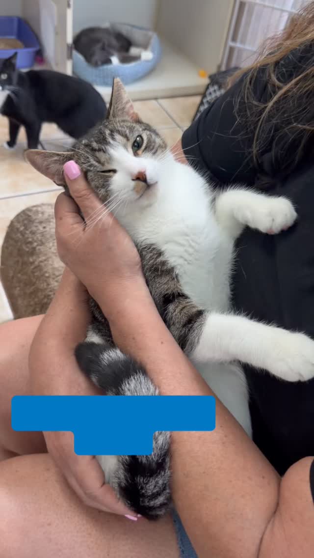 Happy 1st Birthday to Woody 🩵 This sweet, gentle, window-loving guy has been with us since he was a young kitten. He has a few birthday wishes to share but most of all, would love a family to celebrate with 🥳🎂😻
Send us an app to schedule a meet and greet at https://www.animals-in-distress.org/adoptions or email us with any questions: animalsindistressnj@gmail.com 💌 #animalsindistressnj #adoptablecats #cats #mercercountynj #adoptme
