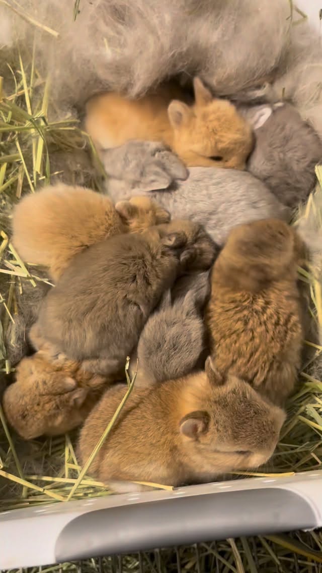 Two and a half weeks old and getting more curious by the day! 🐰
These little wiggle worms are starting to explore their world and won’t be staying in the nest box much longer. Watching their personalities emerge is one of my favorite parts of raising babies. Just a little longer, and they’ll be hopping around everywhere!