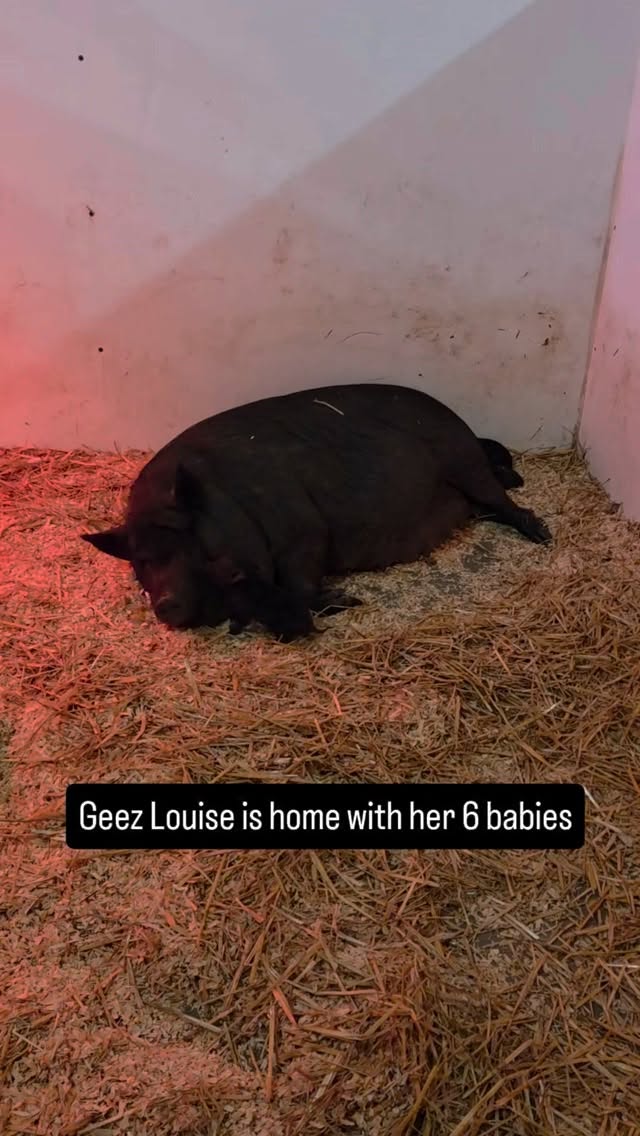 Geez Louise is home. The c-section went well and her 6 new babies are strong. We aren't sure why she was unable to give birth on her own but happy she made it through nonetheless.
We are so thankful for our vet and the vet team that did her emergency surgery on a Saturday afternoon. And thank for you the donations again! The vet and I recommended avoiding a longer surgery to spay her, wo that will happen once they are weaned. Hopefully, despite the surgery, she will be a good momma and care for her new family. #spayandneuter #animalrescue #piggy #newmomma #piglets