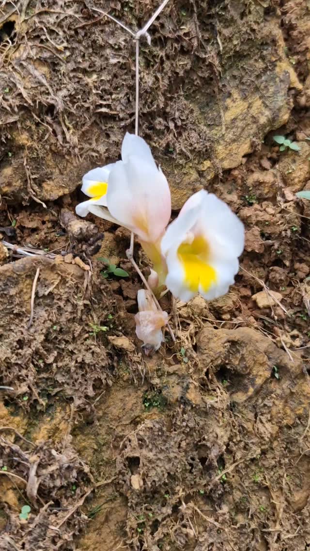No strings attached
This wild flower has only flower. No stem, no leaves, nothing.
Just growing wildly.
#kodachadritrek #kodachadri #simhafarms #nostringsattached #wildflower