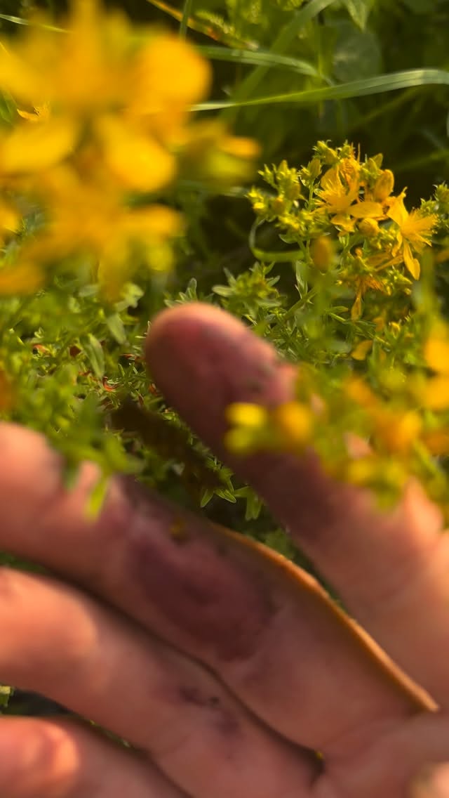 Johanniskraut – die Pflanze mit der blutroten Geschichte 🌿
Auf den ersten Blick wirkt Johanniskraut wie eingefangenes Sonnenlicht: goldgelbe Blüten, zarte Blätter, ein warmer Duft nach Sommer.
Doch wenn man die frischen Blütenknospen zwischen den Fingern zerreibt, passiert etwas Faszinierendes: Sie färben sich blutrot.
Früher erzählte man sich, dieses Rot sei das „Johannisblut“ – verbunden mit Johannes dem Täufer, an dessen Gedenktag, dem 24. Juni, das Johanniskraut oft in voller Blüte steht. Deshalb trägt diese Pflanze bis heute ihren Namen: Johanniskraut.
Aus dieser roten Kraft entsteht auch das bekannte Johanniskrautöl, traditionell auch Rotöl genannt.
Rezept: Johanniskraut-Ölauszug
Du brauchst:
• frische Johanniskraut-Blüten und Knospen
• ein sauberes Schraubglas
• hochwertiges Öl, z. B. Olivenöl oder Sonnenblumenöl
• ein feines Sieb oder Tuch
• eine dunkle Glasflasche
So geht’s:
Die Blüten und Knospen an einem trockenen, sonnigen Tag sammeln. Danach kurz antrocknen lassen, damit überschüssige Feuchtigkeit verdunstet.
Das Glas locker mit den Blüten füllen und vollständig mit Öl bedecken. Wichtig: Alle Pflanzenteile müssen unter Öl liegen.
Das Glas hell und warm stellen, aber nicht in extreme Hitze. Täglich sanft schwenken. Nach etwa 4 bis 6 Wochen färbt sich das Öl tief rot.
Dann abseihen, in eine dunkle Flasche füllen und kühl sowie lichtgeschützt lagern.
Verwendung:
Nur äußerlich anwenden. Vorher an einer kleinen Hautstelle testen. Nicht auf offene Wunden geben und nach der Anwendung starke Sonne meiden.
Johanniskraut erinnert uns daran, dass in manchen Pflanzen nicht nur Schönheit steckt, sondern auch Geschichte, Symbolkraft und altes Naturwissen.
Sonne in der Blüte. Blutrot im Öl. Ein echtes Johanniskraut-Wunder.
#johanniskraut #rotöl #johanniskrautöl #wildkräuter #naturwissen