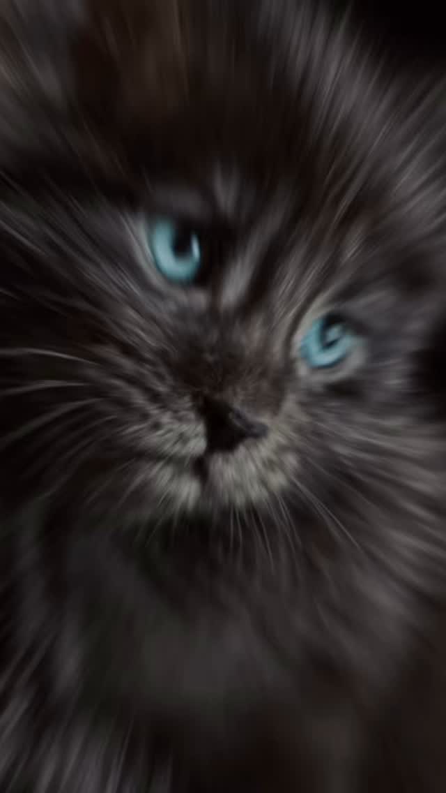 #Cat #mainecoon #kitten #cats #30a