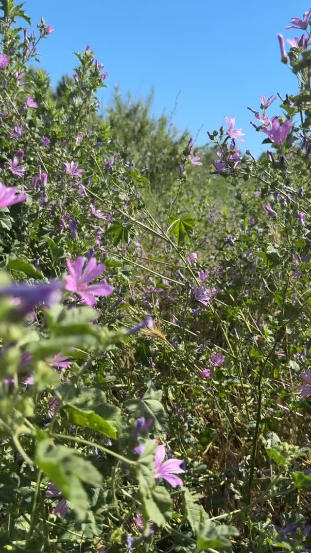 L’été s’invite dans l’atelier à travers une sélection de bijoux inspirés par la nature et la lumière.
Les bagues de la collection Poésie d’Écume, où les empreintes de fleurs se gravent dans la porcelaine comme le souvenir délicat d’une floraison. Les boucles d’oreilles Cirrus, habillées de nuances de coucher de soleil, capturant ces instants où le ciel se teinte de cuivre, de rouge rose orange et d’ambre. Puis, bague Sacré Cœur, symbole tendre et intemporel, à porter comme un talisman du quotidien.
Des créations façonnées à la main, empreintes de poésie, pour accompagner la douceur de l’été. ✨#bijoux #jewelry #art