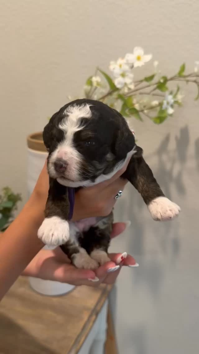 meet the designer ladies šāØ #minibernedoodle #bernedoodlepuppy #doodlepuppy