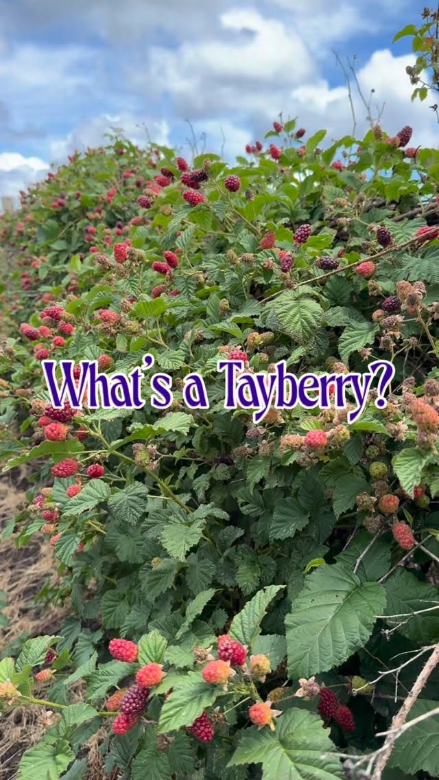 Another Berry Palooza crop is joining the lineup!
Starting Friday, 6/12, Tayberries will officially be open for U-Pick at the farm!
If you’ve never tried a Tayberry before, you’re in for a treat. These unique berries are a cross between a blackberry and a raspberry, combining the best of both into one delicious berry.
Tayberries will be available for U-Pick for $2.50/lb beginning Friday.
And don’t worry—we’re still picking plenty of strawberries and raspberries too, so there are lots of berries to fill your buckets and boxes with this weekend.
Prefer to skip the picking? Our farm market is stocked daily with ready-picked berries, including strawberries, raspberries, blackberries, and tayberries (while supplies last).
Berry season is in full swing, and we’re excited to keep adding more crops to the lineup. We can’t wait for you to try one of our favorite berries!
Who’s coming out to pick some Tayberries this weekend?
#hoffmanfarmsstore #summer #pnw #berryseason