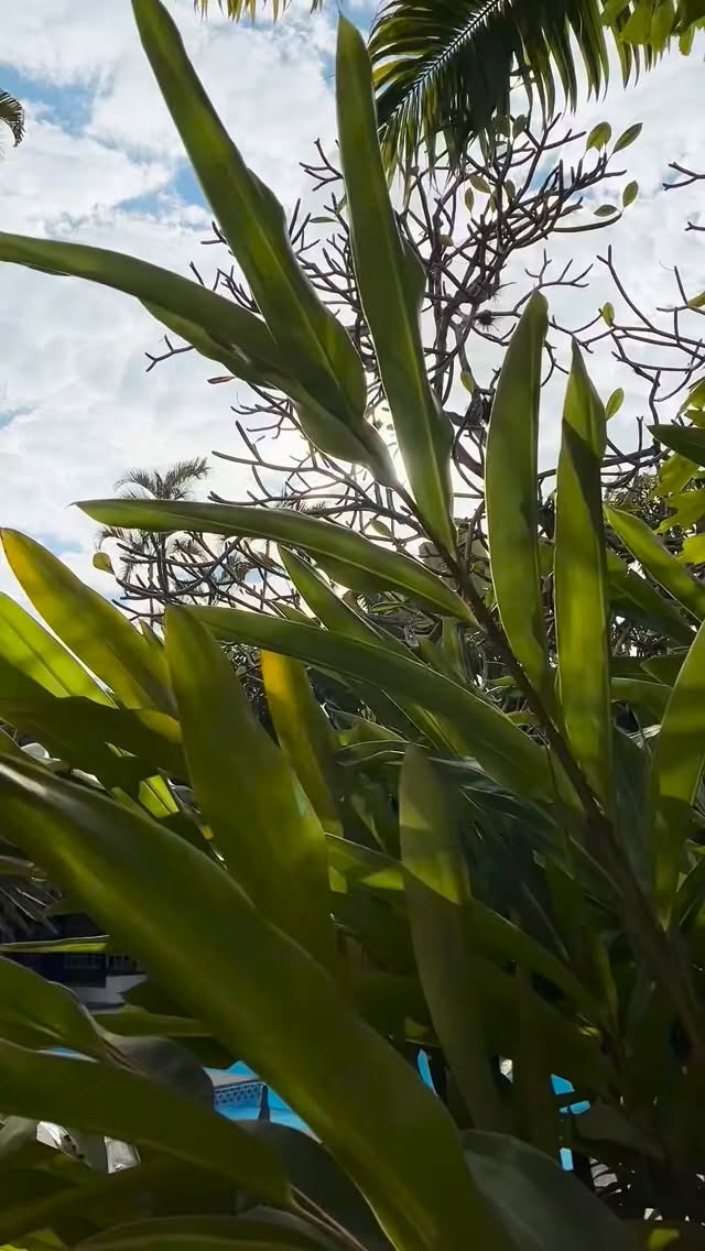 Há dias que não pedem pressa.
Só a água em movimento, um livro aberto, o sol atravessando devagar e a presença boa de quem escolheu parar um pouco.
Na Pousada do Príncipe, o descanso também mora nos detalhes.
⸻
Some days ask for no rush.
Just the movement of the water, an open book, the sun passing through slowly, and the quiet presence of someone who chose to pause.
At Pousada do Príncipe, rest also lives in the details.
#PousadaDoPrincipe #Paraty #SuaCasaEmParaty #CostaVerde