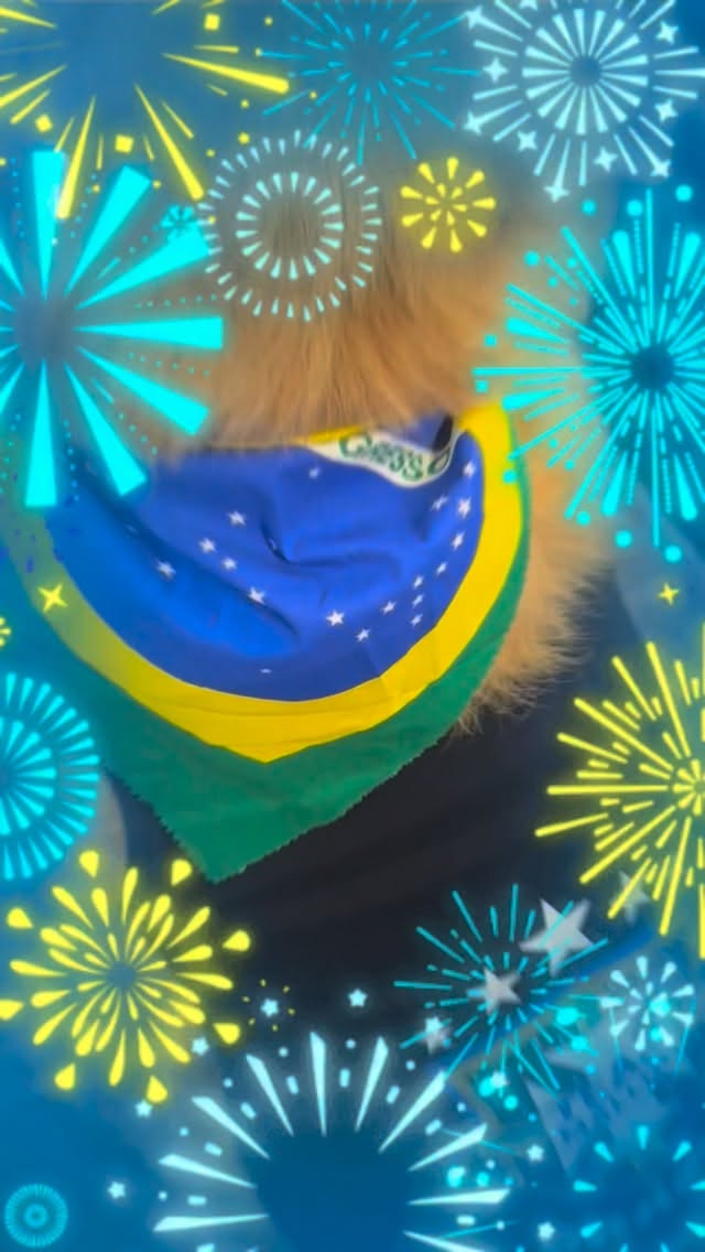Estudos mostram que quanto mais dogs vestirem a camiseta do Brazil, mais chances teremos de ganhar a Copa do Mundo 2026 🏆🥇
(É piada mas tá valendo - peça a sua!)⚽️🇧🇷
.
#chateau_dos_bichos #tudoporeles #bemestaranimal #copa2026🇧🇷 #amelhorcrecheparacaesemsp