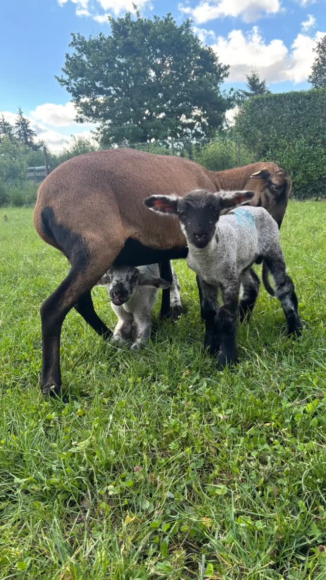 Die Nächte sind kurz aber unsere ❤️sind voll mit Liebe für diese kleine Schafsfamilie❤️🥰. Letzte Woche erreichte uns der Notruf, dass eine Schafsmutter von 2 Bocklämmchen plötzlich verstorben ist und die Babys die ganze Nacht verzweifelt an der toten Mama trinken wollten und total traumatisiert sind💔. Da machte sich eine unserer Mitarbeiterinnen sofort auf den Weg, um die beiden zu uns zu holen🍀 Wer die Glückwiese kennt, kennt auch unser Kuschelschaf Pauline. Da Pauline gerade scheinbar scheinträchtig ist, hat sie sofort die Böckchen adoptiert und zieht sie jetzt liebevoll auf. Das ist ein großer Vorteil, da reine Handaufzuchten später häufig aggressiv werden können. Durch Pauline lernen sie jetzt die Schaf-Knigge und werden so artgerecht aufgezogen 🍀. Da die alte Kamerun Schafdame aber nicht genug Milch hat, heisst es momentan alle 3h Fläschchen geben, natürlich auch nachts🥱. Die beiden Brüder brauchen übrigens noch Namen? Habt ihr Vorschläge?
#Tierschutz #frankfurtammain #sindlingerglückswiese #tierliebe❤️ #foryoupage❤️❤️