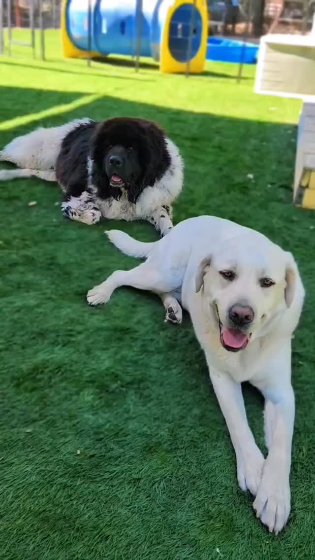 Summer is off to a great start at OC Dog Ranch 😎 #ocdogranch #dogtraining #dogboarding #bootcamp #obedience